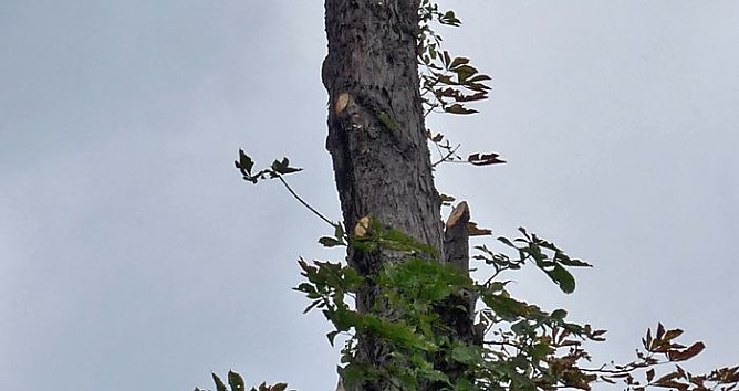 Keine Meldung warum! (Foto: Karl-Heinz Herrmann) Keine Meldung warum! (Foto: Karl-Heinz Herrmann)