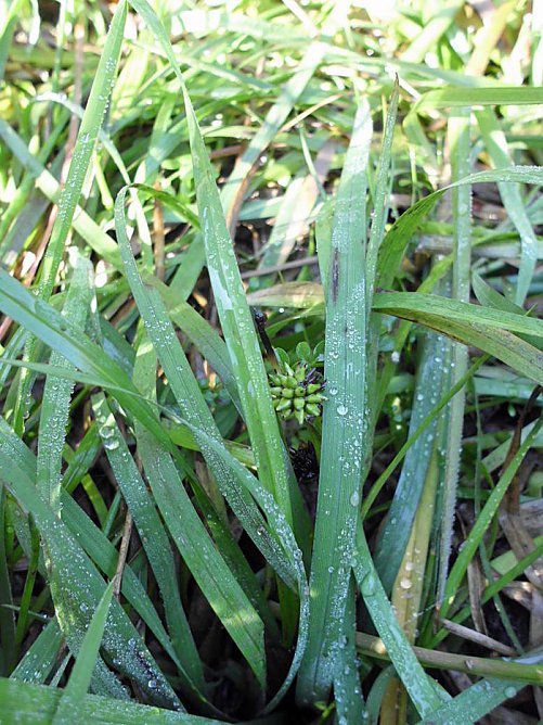 Biotope begutachtet (Foto: Forstamt Oldisleben) Biotope begutachtet (Foto: Forstamt Oldisleben)