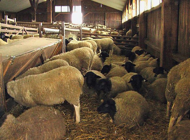 Besuch auf Arche- Rhönschafhof (Foto: Privat) Besuch auf Arche- Rhönschafhof (Foto: Privat)