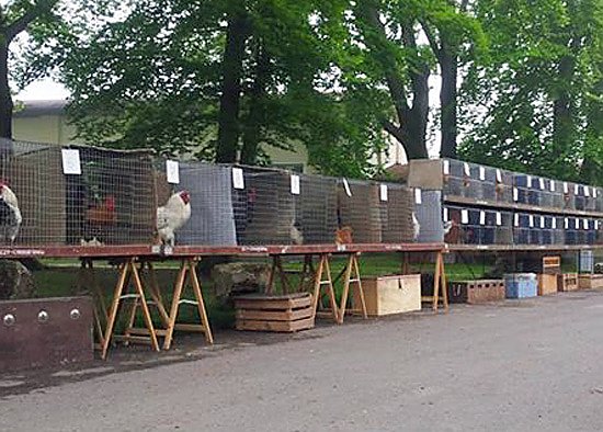 Pfingsten auf der Feuerkuppe (Foto: Ferienpark Feuerkuppe) Pfingsten auf der Feuerkuppe (Foto: Ferienpark Feuerkuppe)