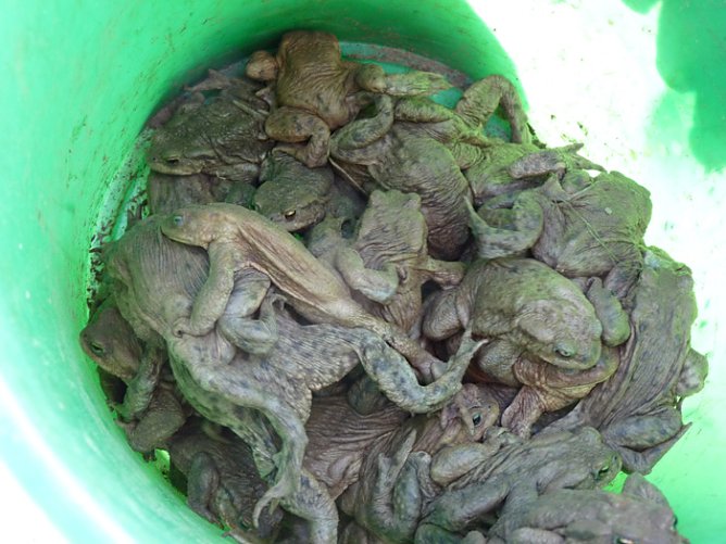 Krötenwanderung zum Hammateich (Foto: Karl-Heinz Herrmann) Krötenwanderung zum Hammateich (Foto: Karl-Heinz Herrmann)