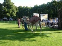 Biwak in Hannover (Foto: nnz)