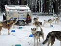 Schlittenhunderennen in Benneckenstein (Foto: Karin Lehmann, Peter Blei)