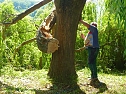 Sturmschaden auch in Sondershausen (Foto: J&uuml;rgen Kieper)