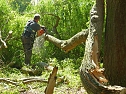 Sturmschaden auch in Sondershausen (Foto: J&uuml;rgen Kieper)