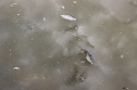 Fischsterben (Foto: Karl-Heinz Herrmann)