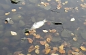 Fischsterben geht weiter! (Foto: Privat) Fischsterben geht weiter! (Foto: Privat)