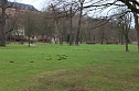 Maulwurfsinvasion im Schlosspark Sondershausen? (Foto: Karl-Heinz Herrmann)