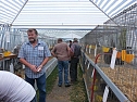 Rassengeflügelausstellung in Bad Frankenhausen (Foto: Karl-Heinz Herrmann) Rassengeflügelausstellung in Bad Frankenhausen (Foto: Karl-Heinz Herrmann)