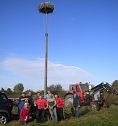 Neue Storchennester in Seehausen (Foto: Susanne B&ouml;hme)