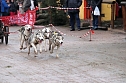 Hundeschlittenrennen in Pullman City (Foto: Peter Blei)