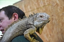 Reptilien Ausstellung (Foto: City Scout Sven G&auml;mkow)