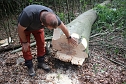 Sterben unsere Buchenw&auml;lder? (Foto: Karl-Heinz Herrmann)