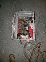 Katze in Schlagfalle gefangen (Foto: S. Dietzel)