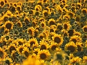 Sonnenblumen ohne Ende (Foto: Peter Blei)
