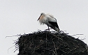 Erster Storch in der Goldenen Aue  (Foto: Ulrich Reinboth)