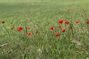 Klatschmohn in voller Bl&uuml;te (Foto: Eva Maria Wiegand)