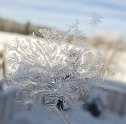 Eisblumen (Foto: Susanne Friedemann)