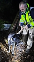 Ausgebüchster Hund beschäftigte gestern 25 Rettungskräfte (Foto: S.Dietzel) Ausgebüchster Hund beschäftigte gestern 25 Rettungskräfte (Foto: S.Dietzel)