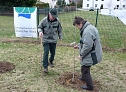 Baumpflanzung Bad Frankenhausen (Foto: Karl-Heinz Herrmann)