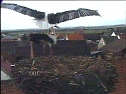 Jetzt sind es zwei Störche (Foto: Andreas Rzehak) Jetzt sind es zwei Störche (Foto: Andreas Rzehak)