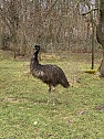 Impressionen einer Wanderung im Januar mit einem Emu im Freizeitpark am Possen (Foto: Wolfgang Lehmann)