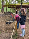 Für die kleinen Schweinchen werden Namen gesucht. (Foto: Nancy Pätzold) Für die kleinen Schweinchen werden Namen gesucht. (Foto: Nancy Pätzold)