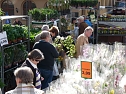 Herbstpflanzenmarkt (Foto: Karl-Heinz Herrmann)