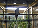 Vogelausstellung in Sondershausen (Foto: Karl-Heinz Herrmann) Vogelausstellung in Sondershausen (Foto: Karl-Heinz Herrmann)