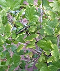 Gäste im Garten (Foto: Privat) Bild: Gäste im Garten (Foto: Privat)
