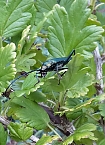 Gäste im Garten (Foto: Privat) Bild: Gäste im Garten (Foto: Privat)