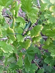 Gäste im Garten (Foto: Privat) Bild: Gäste im Garten (Foto: Privat)