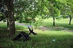 Felsenbirne, die verkannte bzw. vergessene Frucht (Foto: Karl-Heinz Herrmann)