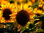 Sonnenblumen ohne Ende (Foto: Peter Blei) Sonnenblumen ohne Ende (Foto: Peter Blei)