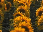 Sonnenblumen ohne Ende (Foto: Peter Blei) Sonnenblumen ohne Ende (Foto: Peter Blei)