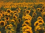 Sonnenblumen ohne Ende (Foto: Peter Blei) Sonnenblumen ohne Ende (Foto: Peter Blei)