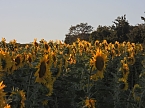 Sonnenblumen ohne Ende (Foto: Peter Blei) Sonnenblumen ohne Ende (Foto: Peter Blei)