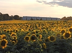 Sonnenblumen ohne Ende (Foto: Peter Blei) Sonnenblumen ohne Ende (Foto: Peter Blei)