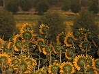 Sonnenblumen ohne Ende (Foto: Peter Blei) Sonnenblumen ohne Ende (Foto: Peter Blei)