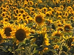 Sonnenblumen ohne Ende (Foto: Peter Blei) Sonnenblumen ohne Ende (Foto: Peter Blei)