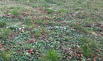 Natur (Foto: privat) Natur (Foto: privat)