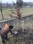 Blutbuchen f&uuml;r Schlossgarten (Foto: privat)