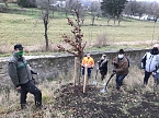 Blutbuchen f&uuml;r Schlossgarten (Foto: privat)