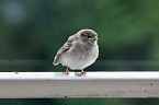 Junger Haussperling auf entdeckungstour (Foto: Eva Maria Wiegand)