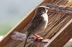 Junger Haussperling auf Entdeckungstour (Foto: Eva Maria Wiegand)