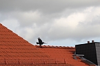 Flug&uuml;bungen einer Kr&auml;he (Foto: Eva Maria Wiegand)