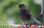 Amselm&auml;nnchen trocknet seine Federn nach einem Regenguss (Foto: Eva Maria Wiegand)