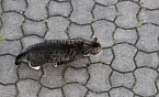 Wer ist hier der J&auml;ger? (Foto: Eva Maria Wiegand)