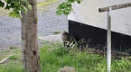 Wer ist hier der J&auml;ger? (Foto: Eva Maria Wiegand)