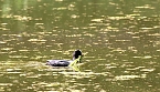 Bl&auml;sshuhn im Schlosspark in Sondershausen (Foto: Eva Maria Wiegand)